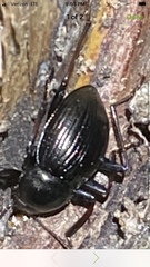 Meracantha contracta