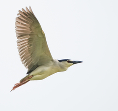 Nycticorax nycticorax