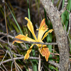 Iris innominata