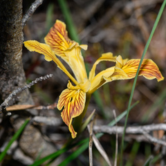 Iris innominata