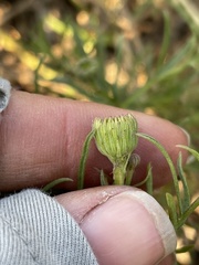 Erigeron foliosus franciscensis