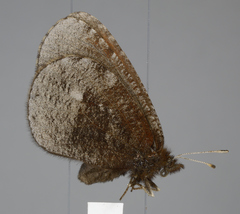 Erebia discoidalis