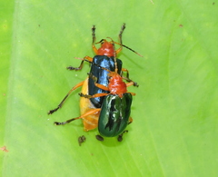 Aplosonyx chalybaeus