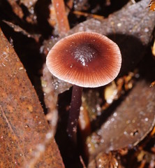 Mycena vinacea