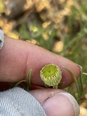 Erigeron foliosus franciscensis
