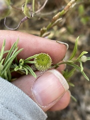 Erigeron foliosus franciscensis