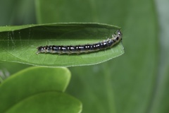 Pycnarmon cribrata