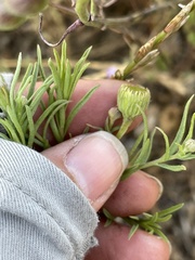 Erigeron foliosus franciscensis