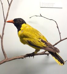 Black-Winged Oriole photo 2