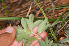 Hydrophyllum alpestre
