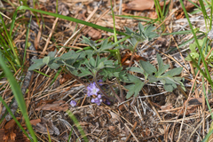 Hydrophyllum alpestre