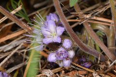 Hydrophyllum alpestre