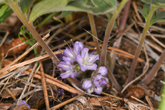 Hydrophyllum alpestre