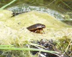 Acilius abbreviatus