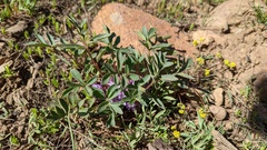 Hydrophyllum alpestre