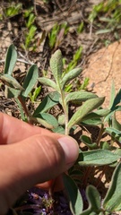 Hydrophyllum alpestre