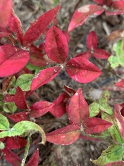 Trifolium vesiculosum