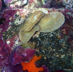 Isognomon perna