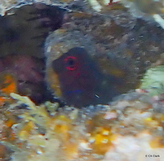 Cirripectes vanderbilti