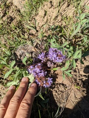 Hydrophyllum alpestre