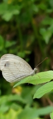 Leptosia