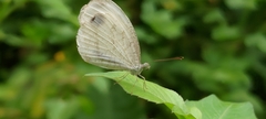 Leptosia