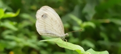Leptosia