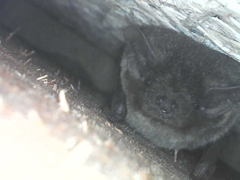 Pipistrellus abramus