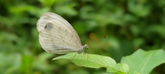 Leptosia