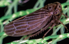 Agallia quadripunctata