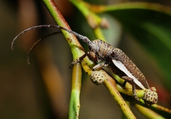 Rhytiphora decipiens