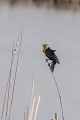 Xanthocephalus xanthocephalus