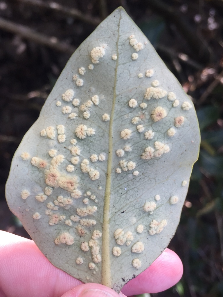 Mangrove erineum mite