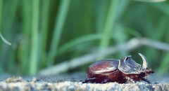 Oryctes nasicornis corniculatus