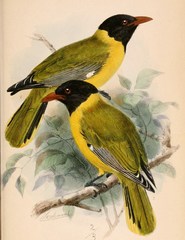 Western Oriole photo 2