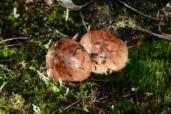 Tricholoma eucalypticum