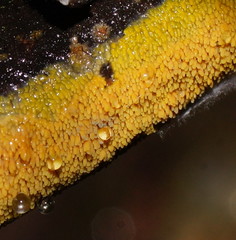 Phlebia subceracea image