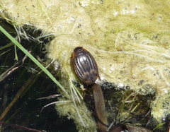 Acilius abbreviatus