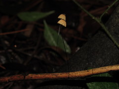 Marasmius nothomyrciae