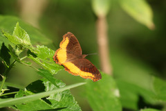 Eurytela dryope angulata