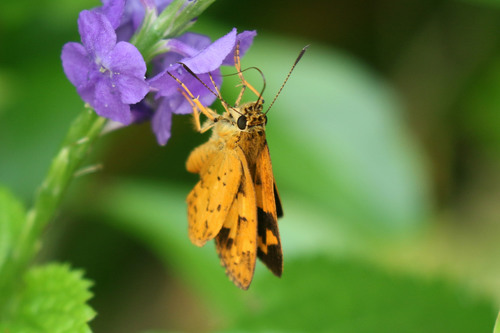 Savanna Pathfinder