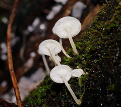 Hemimycena lactea