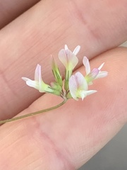 Trifolium breweri