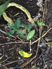 Melicytus ramiflorus