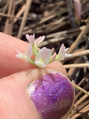 Trifolium breweri