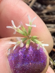 Trifolium breweri