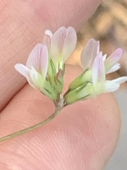 Trifolium breweri