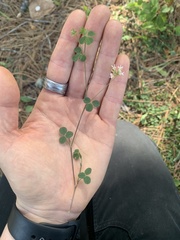 Trifolium breweri