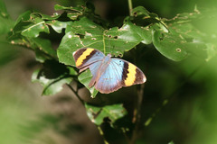 Euphaedra neophron