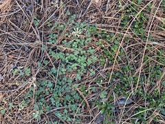 Trifolium breweri
